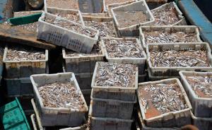 偷捕910万公斤海鱼，渔业公司为何遭“天价”索赔1.3亿
