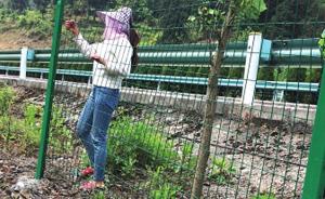 贵州一女子围栏养鸡缺材料，带着老虎钳剪高速隔离网被抓现行