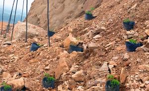 湖南一采石场山坡摆盆景假装树苗被指应付检查，官方调查