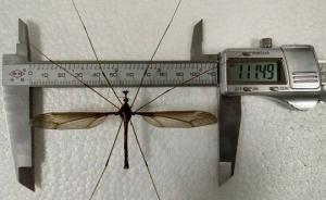 世界最大？成都发现翅展超0.1米蚊子