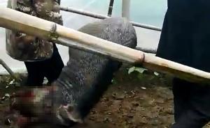 河北香河一人工饲养野猪“越狱”后伤人，民警连开数枪击毙