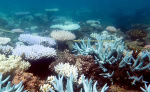 《自然》杂志：大堡礁珊瑚集群因海洋热浪正缓慢死亡 