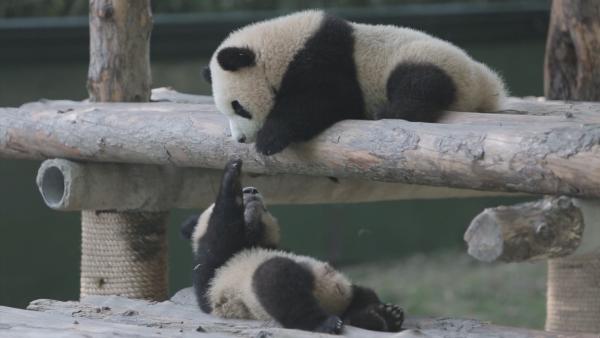 上海两只半岁大熊猫宝宝名字公布