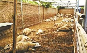 山东百余只羊吃毒大葱死亡案：检出农药甲拌磷，两种植户获刑