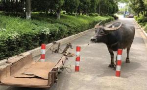 大爷驾牛车散心，牛受惊狂奔甩飞主人