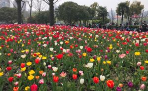 上海的赏花季又来啦！郁金香、桃花等陆续进入盛花期
