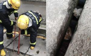 湛江一只猫疑困电缆通道5年，现被救出