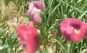 滑县政府院内惊现罂粟花，官方：临时工误种，已开除并罚款