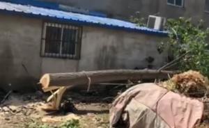 宿州警方：工人伐树操作失误致树木倒向幼儿园，一学生死亡