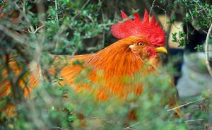张剑光：上海的三黄鸡最早出产于嘉定，浦东将其发扬光大
