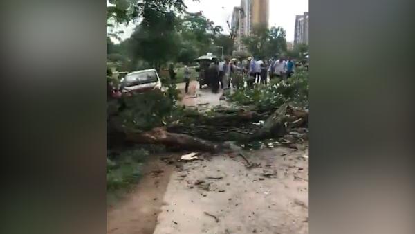 赣州暴雨：树干多处坠落砸中老人和车辆