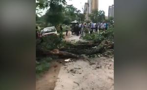赣州暴雨：树干多处坠落砸中老人和车辆