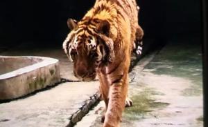 桂林熊虎山庄一老虎咬死50多岁饲养员，事发前在搞卫生