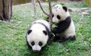 直播录像丨直击吸熊猫现场！探访国际公务熊猫和他们的小伙伴