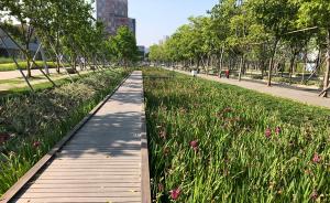 【美丽中国长江行】上海这个“雨水花园”既蓄水还能净水泄洪