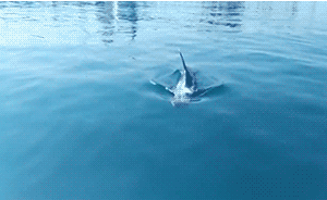 海南洋浦港发现鲸类动物，判断系幼鲸