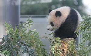 日本上野动物园为大熊猫香香开直播，去年入园人数超400万