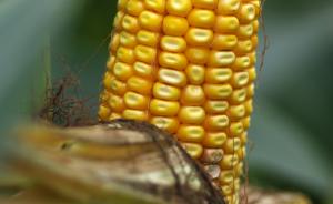研究指出转基因玉米比普通玉米可增产两成，毒素降低约三成 