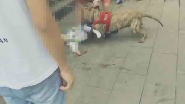 烈犬拴人行道旁，撕咬过路男童不松口