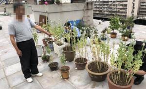 南京一男子误将罂粟果当调料种子，楼顶种植上百株