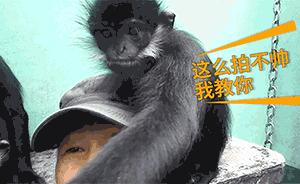 猴界“大熊貓”賣萌,教攝影師玩自拍
