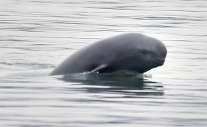 中国启动黄渤海江豚种群调查：救助和保护形势非常严峻