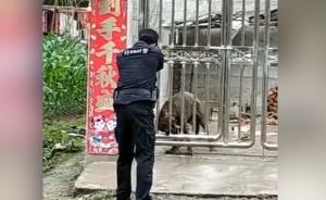 两大型犬发狂欲袭击群众，民警开枪击毙