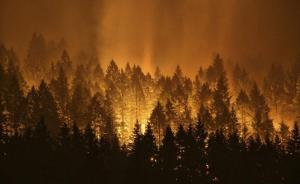 美国15岁少年放烟花引森林大火，被判赔3600万美元