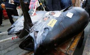 蓝鳍金枪鱼成鱼数持续缓升，日本拟探讨扩大捕捞配额