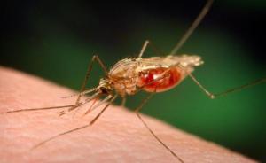 马拉维多名中国公民感染疟疾，中国大使馆提醒注意防范