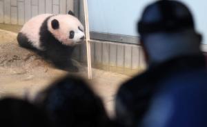 日本动物园改变大熊猫香香参观方式，日参观数可增至1.5万