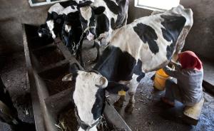 农业农村部：乳品三聚氰胺抽检合格率连续9年百分之百