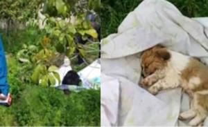 上海警方：一小区17只猫狗呕吐死亡已交由专业部门鉴定