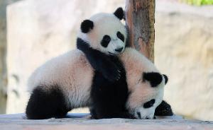 四只大熊猫宝宝正“卖萌”，上海野生动物园开启小动物欢乐节