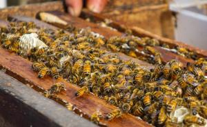 温州一务工者偷蜂箱取蜂蜜解馋被拘，因住处突现大量蜜蜂露馅