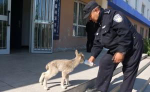 “奶爸”民警照料一級保護動物北山羊