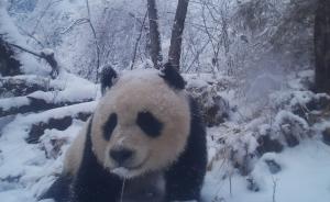 图集｜甘肃：红外相机频繁拍到野生大熊猫，种群扩张生态向好