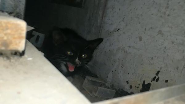 猫困墙内，地铁站人员凿墙爱猫人士诱出