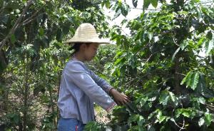 大学生毕业当农场主，种咖啡年入50万
