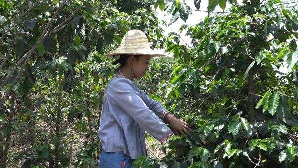 大学生毕业当农场主，种咖啡年入50万