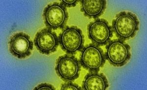中美科学家发现新型狗流感病毒：由猪流感病毒传播重组而成