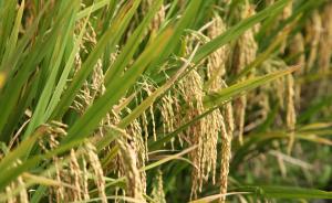 中国专家： 转基因黄金大米在美国获食用许可