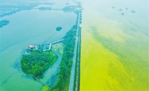 夏季无锡太湖淡黄色蓝藻泛滥：与水中环境污染有着密切关系