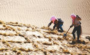 荒漠化治理的中国“药方”：顺应自然，低覆盖度治沙