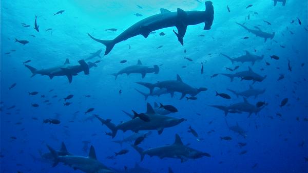50年内鲨鱼可能消失，90后发起保护行动