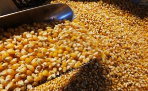 靖边非法种植转基因玉米案：经销商被判刑，自述种子购自海南