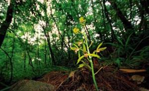 中国野生植物保护协会启动兰科植物保护行动　