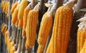 新疆非法转基因玉米案：四被告获刑，近三千亩涉案玉米被铲