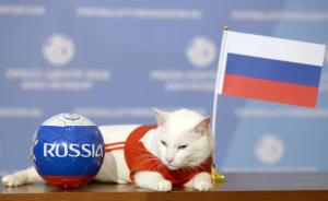今晚世界杯揭幕战，这只预言猫选俄罗斯