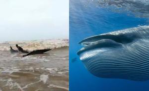 湛江12米长鲸鱼搁浅：已死亡将做标本